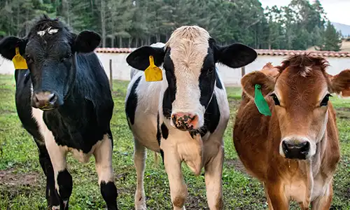Cows in a field